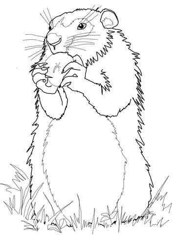 Woodchuck Eats Apple Coloring Page